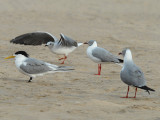 Swift Tern and Grey headed Gull Cape Vidal
