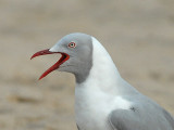 ZA_ Grey-headed Gull 237.jpg