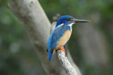 Halfcollared Kingfisher  St.Lucia