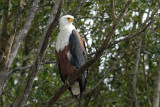 African Fish Eagle   St.Lucia