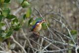 Malachite Kingfisher  St.Lucia