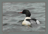 DSC_0079grote zaagbek -Common Merganser  pbase.jpg