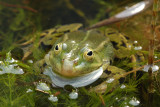 DSC_0003 Green(Edible) Frog [ Rana esculenta]