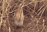   Great Bittern  - Roerdomp[Botaurus stellarus]