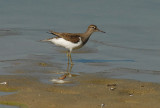 Common Sandpiper [ Actitis hypoleucos]