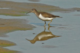 Common Sandpiper [ Actitis hypoleucos]