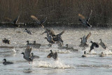 Mallards [Anas platyrhynchos]