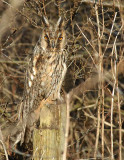  Ransuil - Long-eared Owl - Asio otus