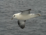 Nothern Fulmar [ Fulmarus glacialis ]