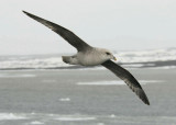 Nothern Fulmar [ Fulmarus glacialis ]