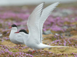 Arctic Tern [Sterna paradisaea]