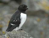LITTLE  AUK [Alle alle ]