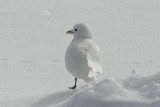 Ivory Gull [Pagophila eburnea]