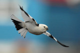 SNOW BUNTING [Plectrophenax nivalis]