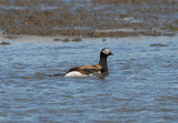 LONG-TAILED DUCK [Clangule hyemalis]