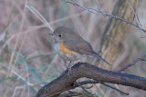 RED-FLANKED BLUETAIL [Tarsiger cyanurus]