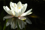 DSC_5772 Waterlilly