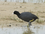  Meerkoet - Coot [ Fulica atra ]