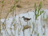 GREEN SANDPIPER [Tringa ochropus ]