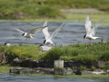  Visdief-Common Tern [Sterna hirundo]