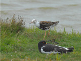  Kemphaan en Scholekster-Ruff and Oystercatcher