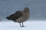 South-polar Skua