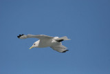 Black-legged Kittiwake