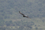 Verrauxs Eagle