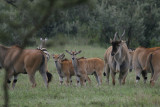 Eland