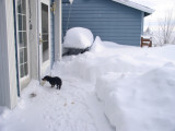 Enough snow-- let me in!!!