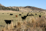 Fossil cattle ranch