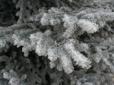 Frosted Fir Boughs