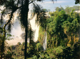 Iguazu Falls thru the palms