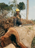 Note how the termites have eaten out the center of this tree.