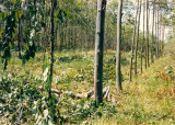 Trees planted in rows