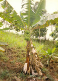 A wild Banana tree, with Bananas