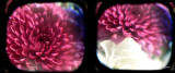 Flowery Diptych
