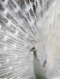keukenhof albino peacock 2