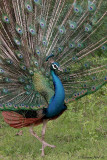 Peacock strutting.jpg