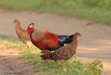 Sri Lanka Junglefowl.jpg