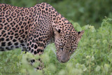 Leopard2.jpg