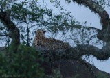 Evening Leopard on rock.jpg