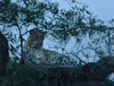 Evening Leopard on rock_.jpg