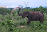 Elephant dusting.jpg