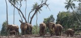 Elephant orphanage.jpg