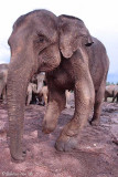 Landmine victim Elephant orphanage.jpg