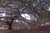 Kandy Botanical Gardens4.jpg