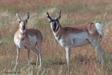 Pronghorns near Van Horn.jpg