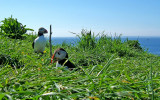 Puffins (by Ruth)