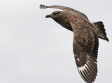 Bonxie